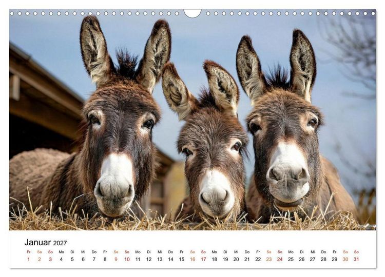 Produktbild: Esel - Humor mit langen Ohren (Wandkalender 2027 DIN A3 quer), CALVENDO Monatskalender
