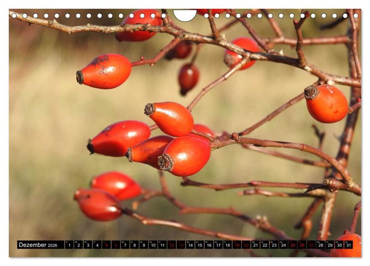 Produktbild: Naturwunder Wald (Wandkalender 2026 DIN A4 quer), CALVENDO Monatskalender