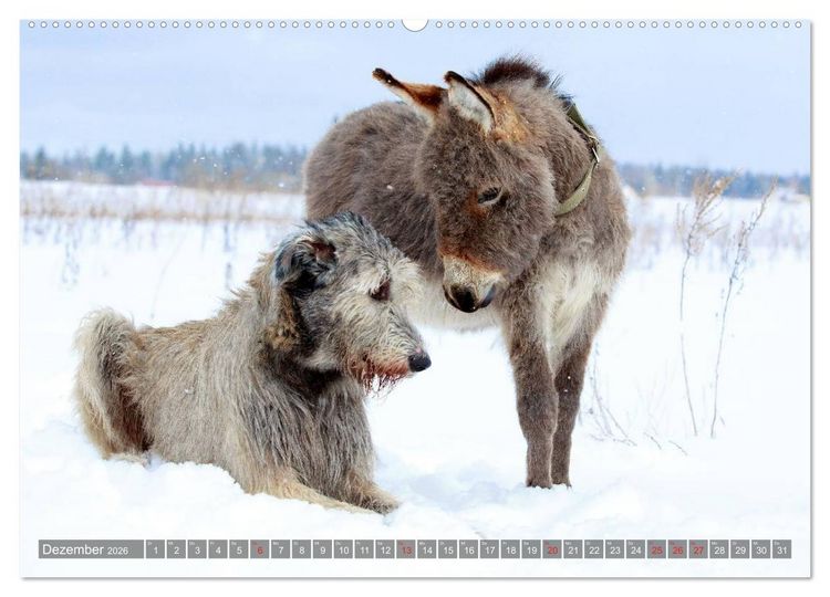 Produktbild: Kleiner Esel. Boldewyn und seine Freunde (hochwertiger Premium Wandkalender 2026 DIN A2 quer), Kunstdruck in Hochglanz