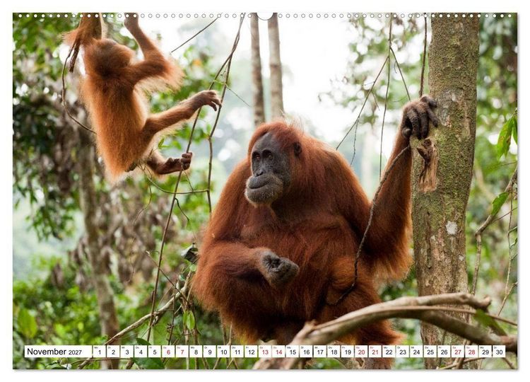 Produktbild: Orang-Utans - Menschen des Regenwaldes (Wandkalender 2027 DIN A2 quer), CALVENDO Monatskalender