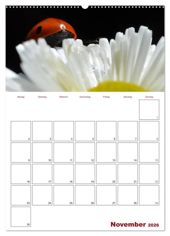 Produktbild: Marienk&auml;fergl&uuml;ck (hochwertiger Premium Wandkalender 2026 DIN A2 hoch), Kunstdruck in Hochglanz