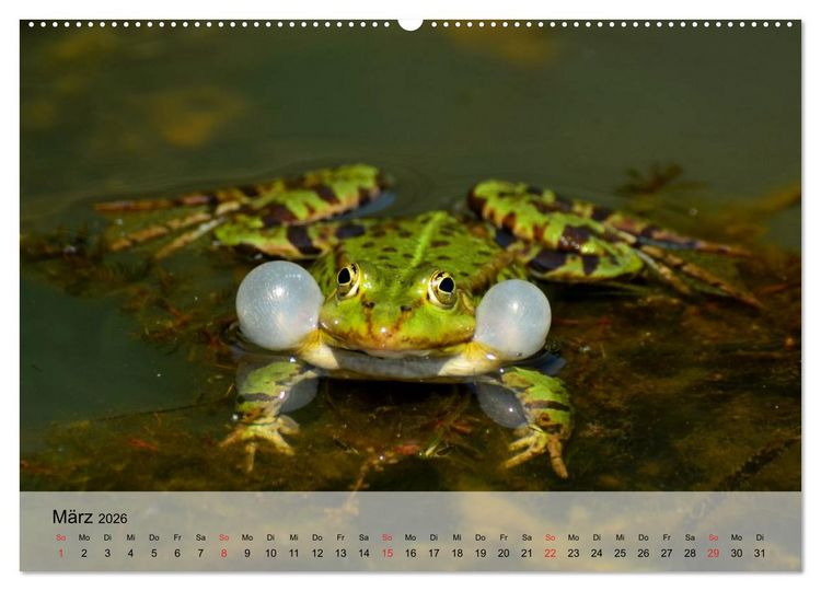 Produktbild: Frosch m&uuml;sste man sein! (Wandkalender 2026 DIN A2 quer), CALVENDO Monatskalender