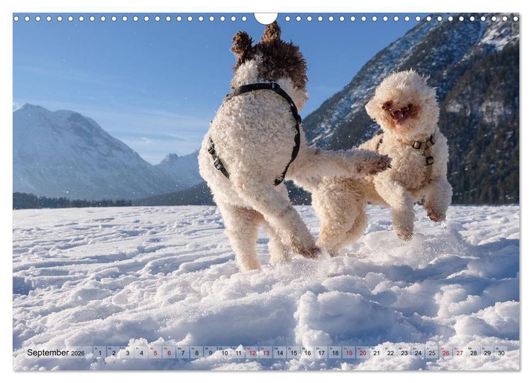Produktbild: Lagotto Romagnolo Tanzende Tr&uuml;ffelnasen (Wandkalender 2026 DIN A3 quer), CALVENDO Monatskalender