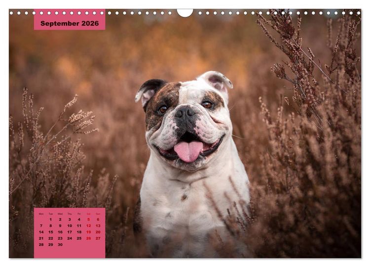 Produktbild: English Bulldog (Wall Calendar 2026 DIN A3 landscape), CALVENDO 12 Month Wall Calendar