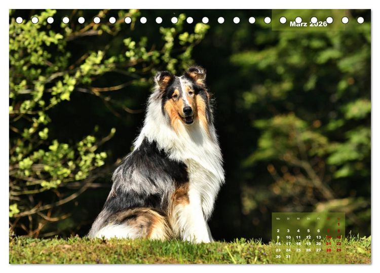 Produktbild: Collies? Was sonst! (Tischkalender 2026 DIN A5 quer), CALVENDO Monatskalender