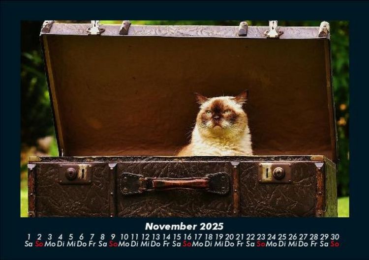 Produktbild: F&uuml;r Katzenfreunde 2025 Fotokalender DIN A5