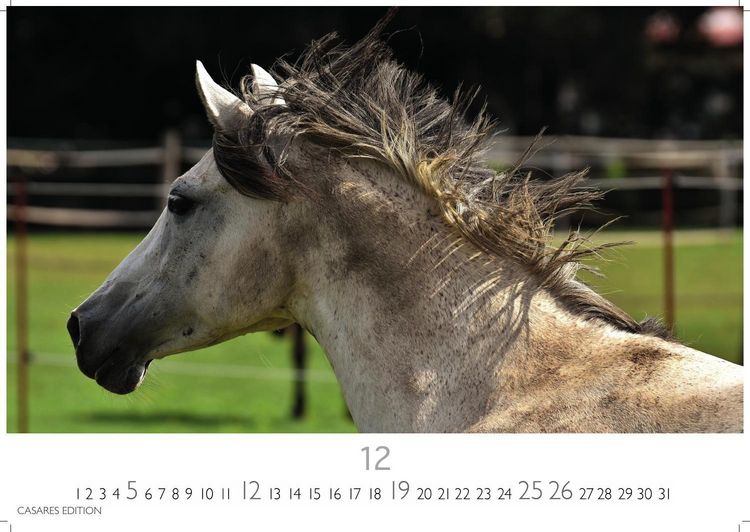 Produktbild: Pferde Kalender 2027 &ndash; Wandkalender | Fotokalender Tierkalender 35x50cm mit 12 wundersch&ouml;nen Fotos dieser edlen Tiere
