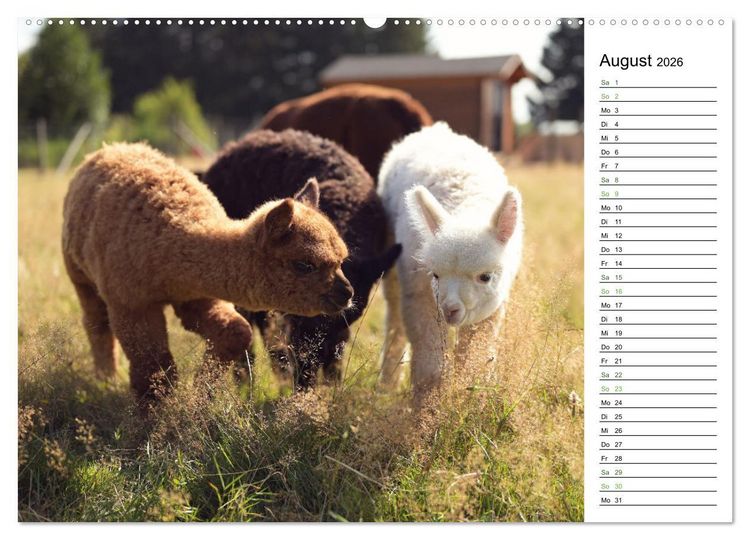 Produktbild: Alpakas im Paradies (hochwertiger Premium Wandkalender 2026 DIN A2 quer), Kunstdruck in Hochglanz