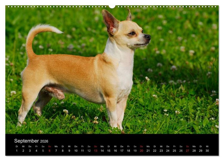 Produktbild: Chihuahua - Kleine Hunde ganz gro&szlig; (hochwertiger Premium Wandkalender 2026 DIN A2 quer), Kunstdruck in Hochglanz