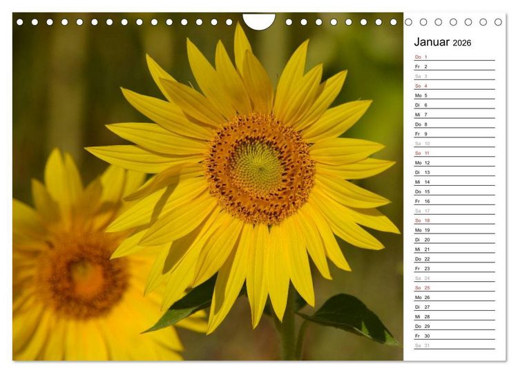 Produktbild: Ein Jahr lang Sonnenblumen (Wandkalender 2026 DIN A4 quer), CALVENDO Monatskalender