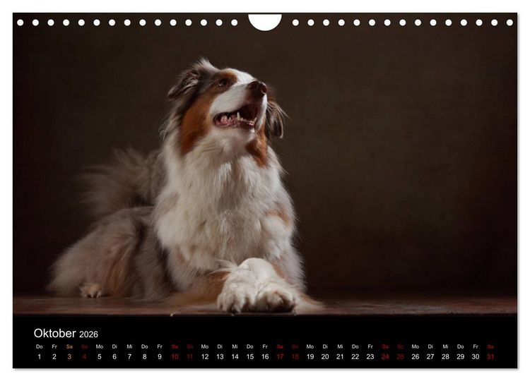 Produktbild: Charmante Australian Shepherds (Wandkalender 2026 DIN A4 quer), CALVENDO Monatskalender