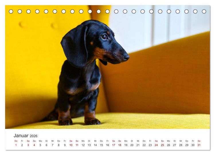 Produktbild: Dackelblicke - Lassen Herzen erw&auml;rmen. (Tischkalender 2026 DIN A5 quer), CALVENDO Monatskalender