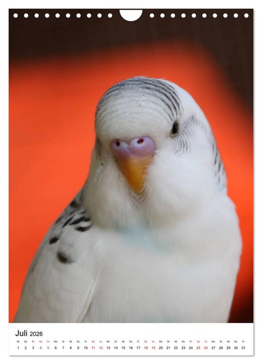 Produktbild: Der Wellensittich - Mein Lieblingsvogel (Wandkalender 2026 DIN A4 hoch), CALVENDO Monatskalender