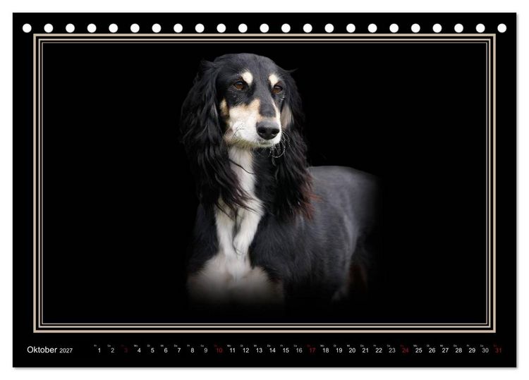 Produktbild: Saluki 2027 (Tischkalender 2027 DIN A5 quer), CALVENDO Monatskalender