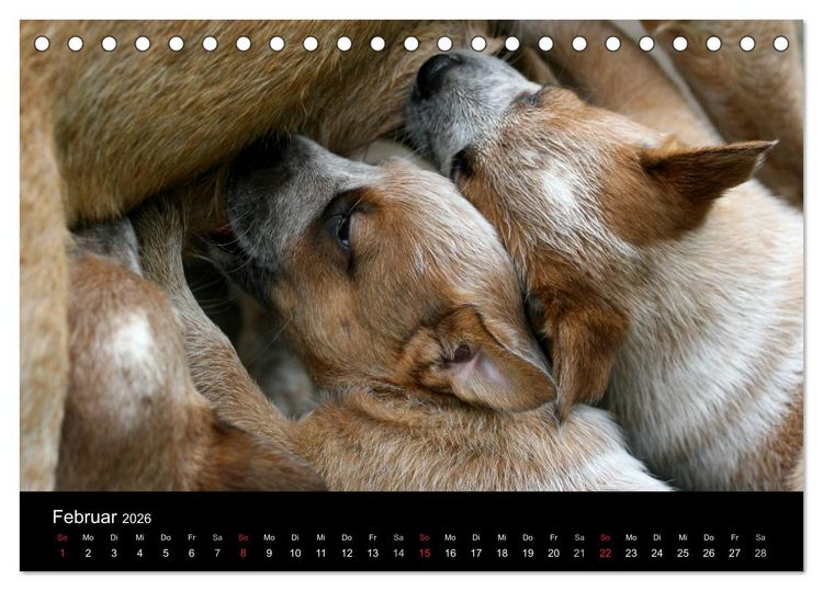 Produktbild: Australian Cattle Dog Welpen (Tischkalender 2026 DIN A5 quer), CALVENDO Monatskalender