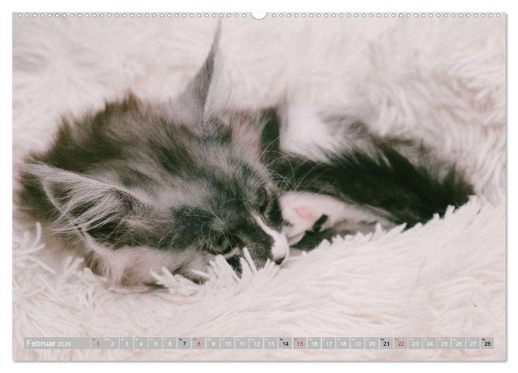 Produktbild: Katzen Pers&ouml;nlichkeiten 2026 (Wandkalender 2026 DIN A2 quer), CALVENDO Monatskalender