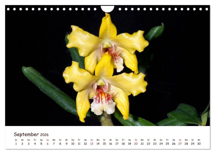 Produktbild: Orchideenzauber (Wandkalender 2026 DIN A4 quer), CALVENDO Monatskalender