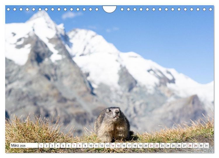 Produktbild: Unterwegs in den Hochalpen - Das Alpenmurmeltier im Herbst (Wandkalender 2026 DIN A4 quer), CALVENDO Monatskalender