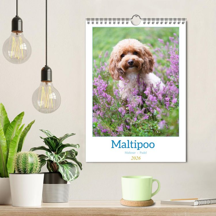 Produktbild: Maltipoo - Malteser - Pudel 2026 (Wandkalender 2026 DIN A4 hoch), CALVENDO Monatskalender