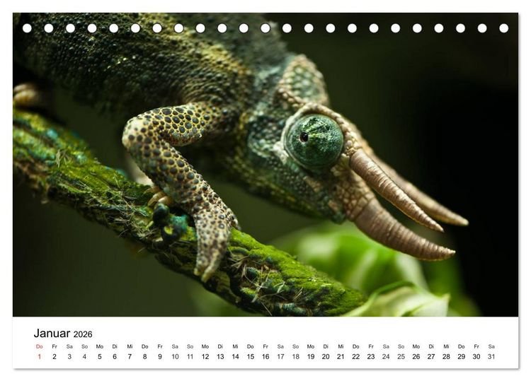 Produktbild: Faszination - Echsen (Tischkalender 2026 DIN A5 quer), CALVENDO Monatskalender