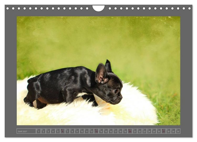 Produktbild: Franz&ouml;sische Bulldoggen (Wandkalender 2027 DIN A4 quer), CALVENDO Monatskalender