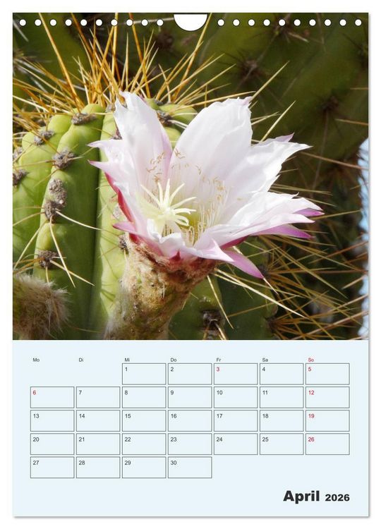 Produktbild: Wehrhafte Sukkulenten (Wandkalender 2026 DIN A4 hoch), CALVENDO Monatskalender