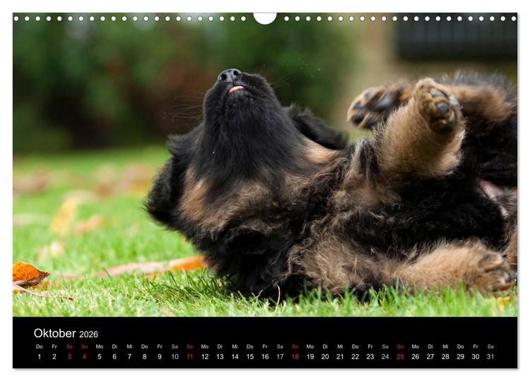 Produktbild: Deutscher Sch&auml;ferhund - Welpen (Wandkalender 2026 DIN A3 quer), CALVENDO Monatskalender