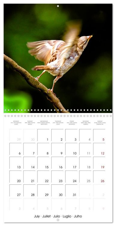 Produktbild: The Wild Sparrow Gang (Wall Calendar 2026 12 &times; 12 Inch) CALVENDO 12 Month Wall Calendar