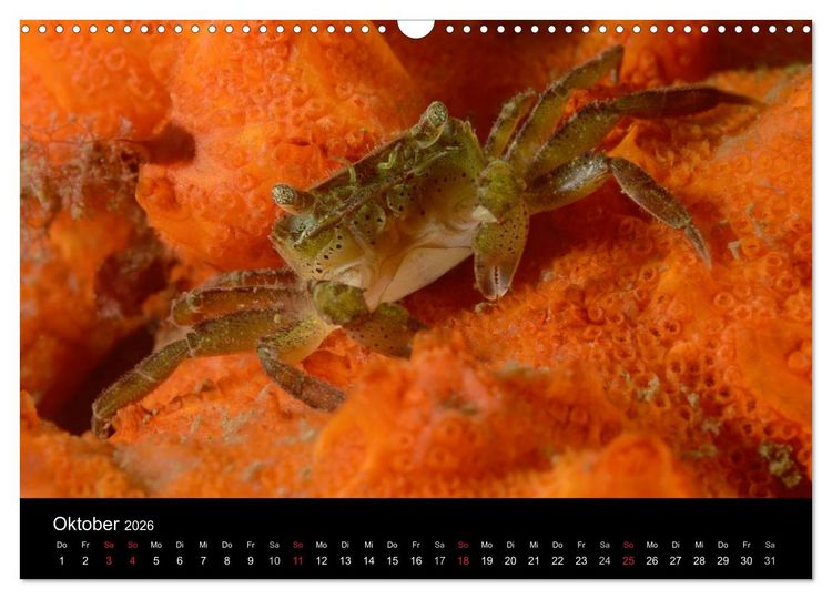 Produktbild: Unterwasser (Wandkalender 2026 DIN A3 quer), CALVENDO Monatskalender