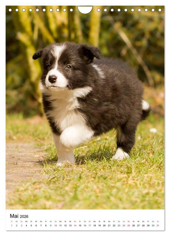 Produktbild: Border Collie Zuckerschnuten (Wandkalender 2026 DIN A4 hoch), CALVENDO Monatskalender