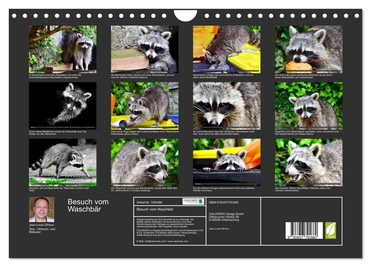Produktbild: Besuch vom Waschb&auml;r (Wandkalender 2026 DIN A4 quer), CALVENDO Monatskalender