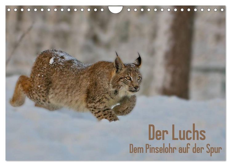 Produktbild: Der Luchs - Dem Pinselohr auf der Spur (Wandkalender 2026 DIN A4 quer), CALVENDO Monatskalender