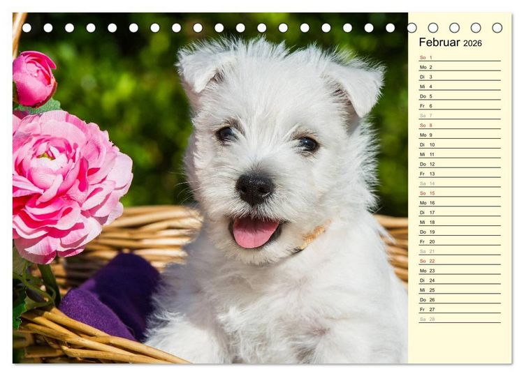Produktbild: Kobold auf 4 Pfoten - West Highland White Terrier (Tischkalender 2026 DIN A5 quer), CALVENDO Monatskalender
