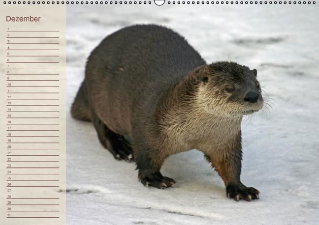 Produktbild: Fischotter Geburtstagskalender (Wandkalender immerw&auml;hrend DIN A2 quer)