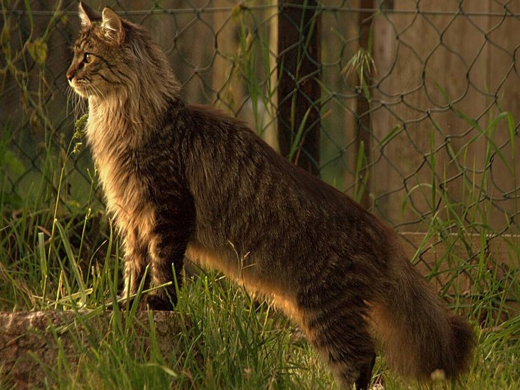 Produktbild: CALVENDO Puzzle Katzen - Maine Coon | 1000 Teile Lege-Gr&ouml;&szlig;e 64x48cm Foto-Puzzle f&uuml;r gl&uuml;ckliche Stunden