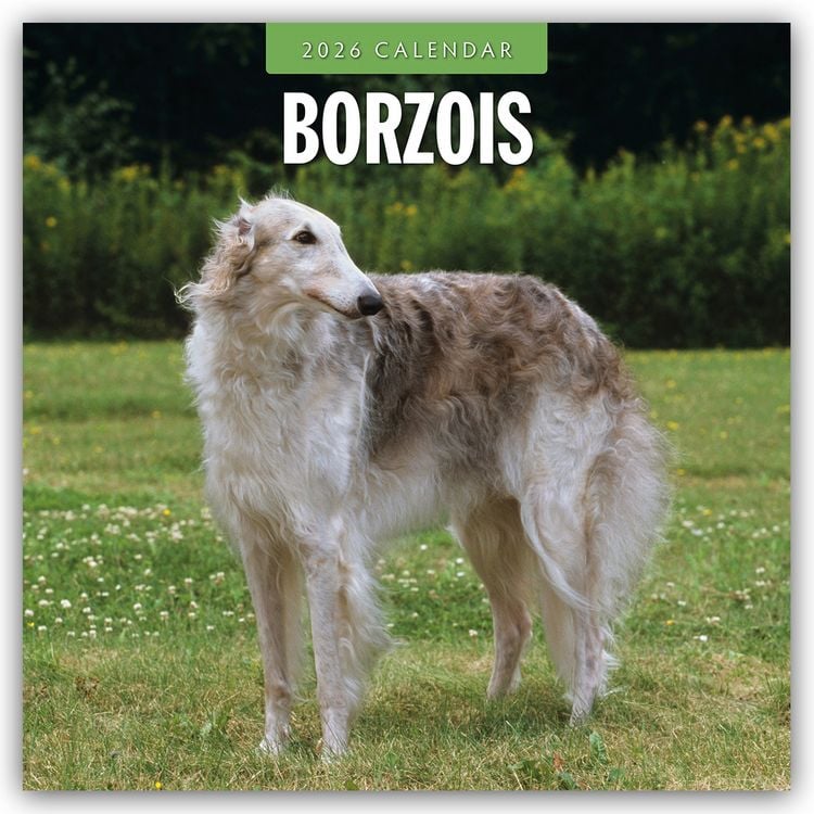 Produktbild: Borzois – Barsoi – Barzaia – Russischer Wolfshund 2026 – 16-Monatskalender