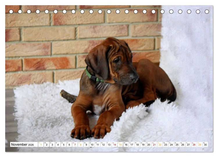 Produktbild: Rhodesian Ridgeback - eine Liebe f&uuml;rs Leben (Tischkalender 2026 DIN A5 quer), CALVENDO Monatskalender