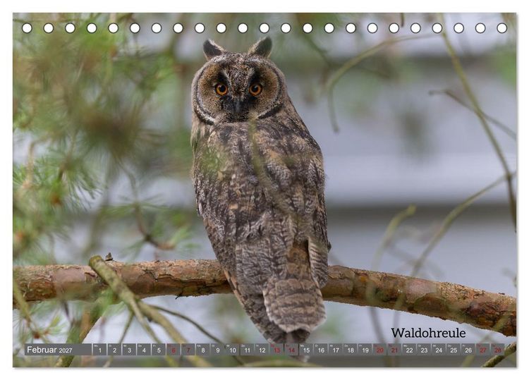 Produktbild: Vogelfotografie aus dem Norden (Tischkalender 2027 DIN A5 quer), CALVENDO Monatskalender