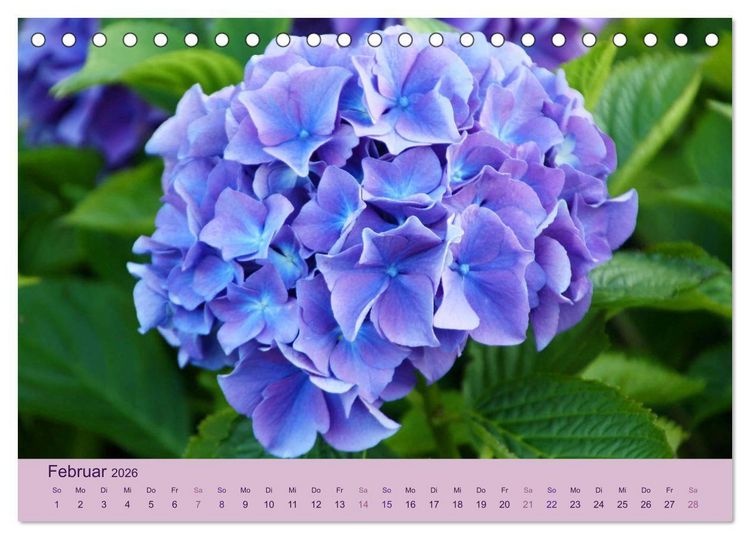 Produktbild: Hortensien 2026. Farbenpr&auml;chtige Impressionen aus dem Garten (Tischkalender 2026 DIN A5 quer), CALVENDO Monatskalender