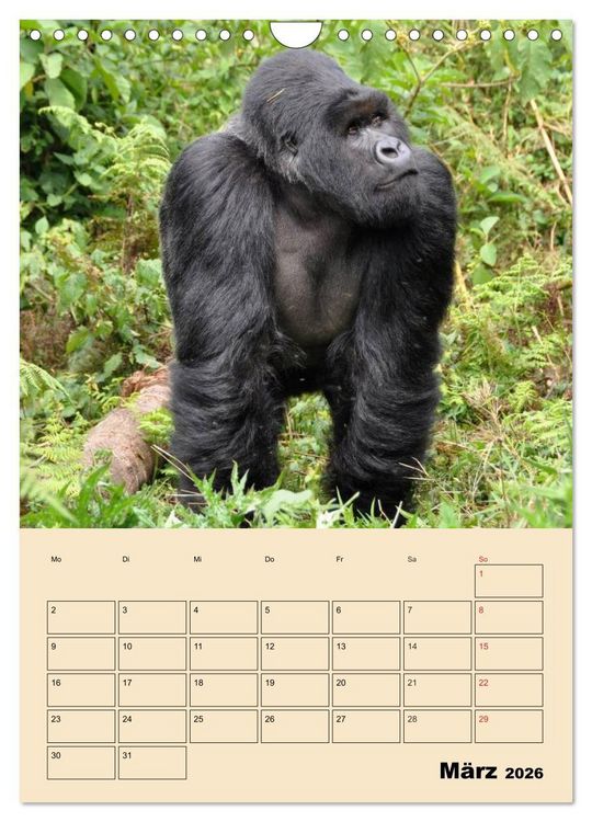 Produktbild: Gorillas (Wandkalender 2026 DIN A4 hoch), CALVENDO Monatskalender