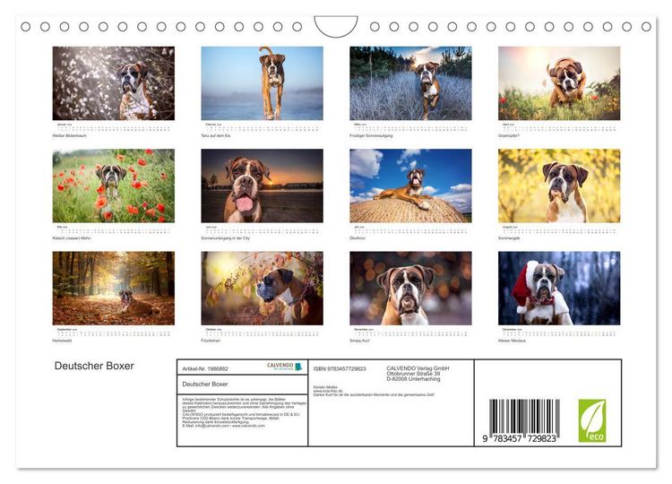 Produktbild: Deutscher Boxer (Wandkalender 2026 DIN A4 quer), CALVENDO Monatskalender