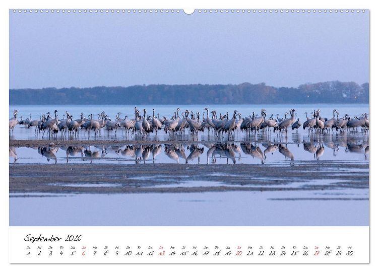Produktbild: Kraniche am Schlafplatz - im Naturparadies der Mecklenburgischen Seenplatte (hochwertiger Premium Wandkalender 2026 DIN A2 quer), Kunstdruck in Hochglanz