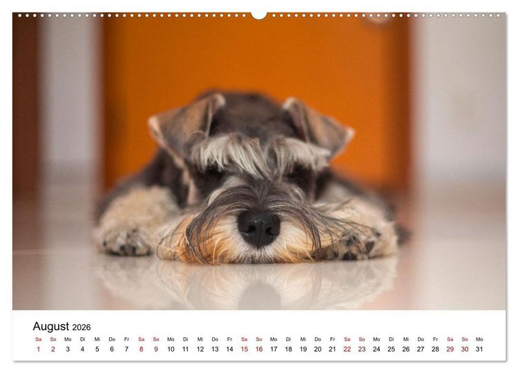 Produktbild: Total gechillte Hunde (Wandkalender 2026 DIN A2 quer), CALVENDO Monatskalender