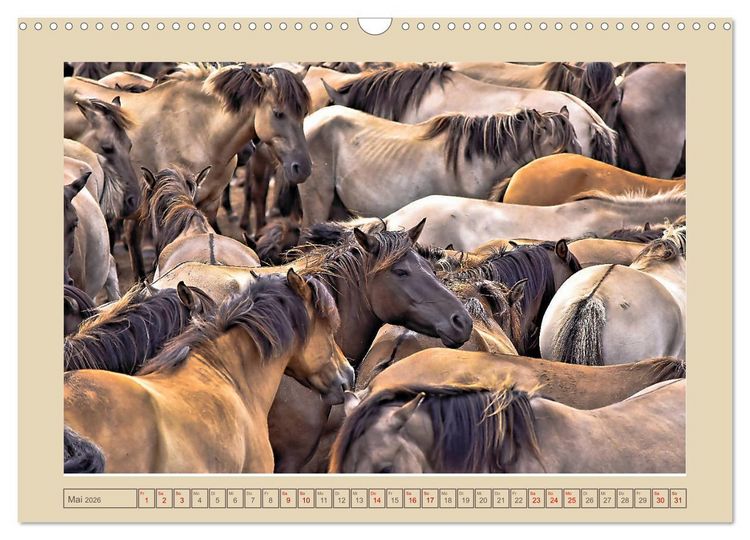 Produktbild: D&uuml;lmener Wildpferde im M&uuml;nsterland (Wandkalender 2026 DIN A3 quer), CALVENDO Monatskalender