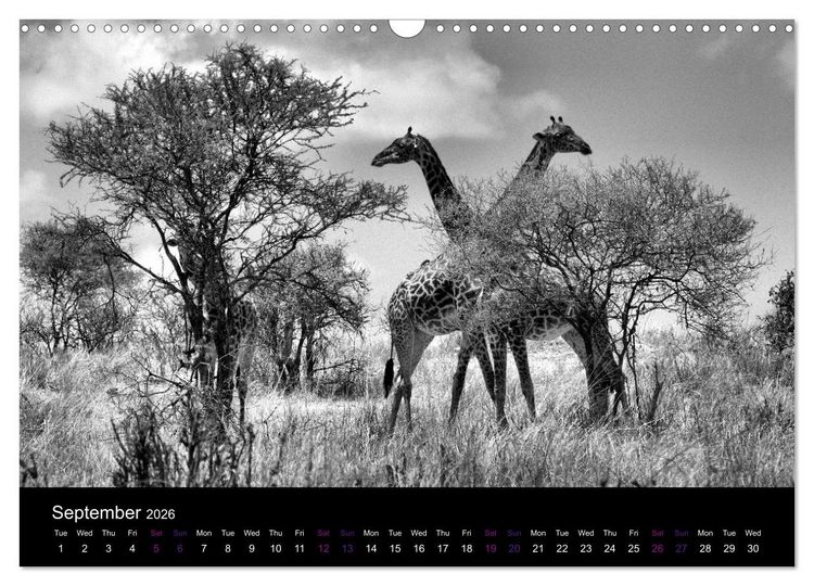 Produktbild: East Africa - Tanzania and Kenya / UK-Version (Wall Calendar 2026 DIN A3 landscape), CALVENDO 12 Month Wall Calendar