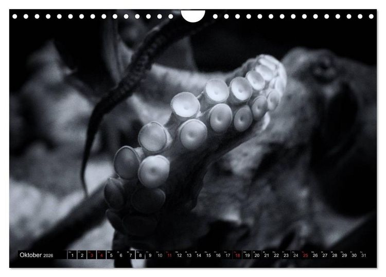 Produktbild: Meerestiere Bilder in Schwarz Weiss (Wandkalender 2026 DIN A4 quer), CALVENDO Monatskalender