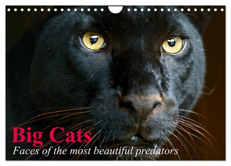 Produktbild: Big Cats &bull; Faces of the most beautiful predators (Wall Calendar 2026 DIN A4 landscape), CALVENDO 12 Month Wall Calendar
