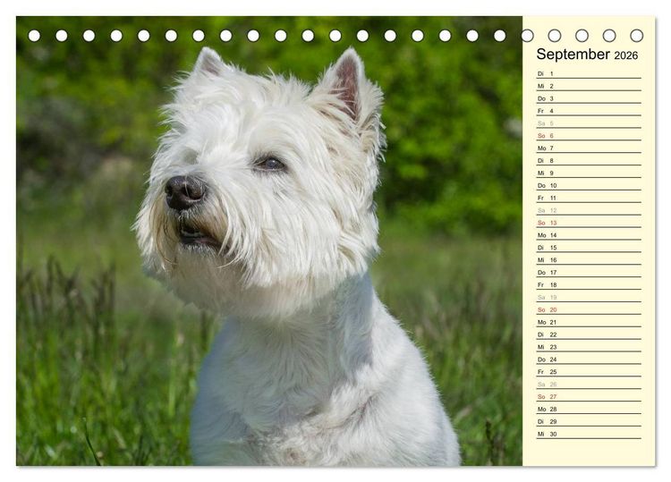 Produktbild: Kobold auf 4 Pfoten - West Highland White Terrier (Tischkalender 2026 DIN A5 quer), CALVENDO Monatskalender