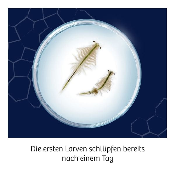 Produktbild: Fun Science Wuselnde Salzkrebse