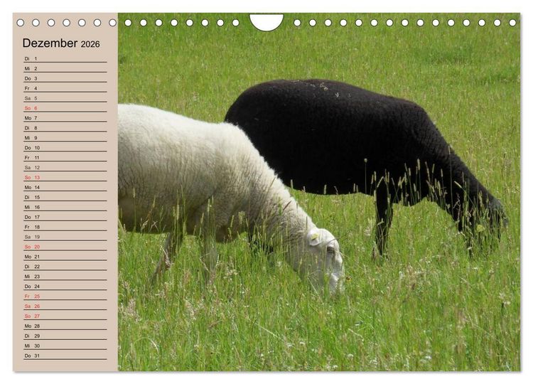 Produktbild: Schafe z&auml;hlen leicht gemacht! (Wandkalender 2026 DIN A4 quer), CALVENDO Monatskalender